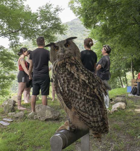 Meditazione con rapaci e brunch naturale in provincia di Varese