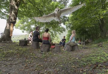 Meditazione con rapaci e brunch naturale in provincia di Varese