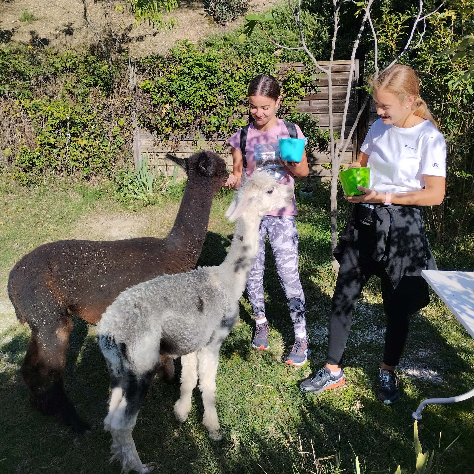 Passeggiate con alpaca Foligno