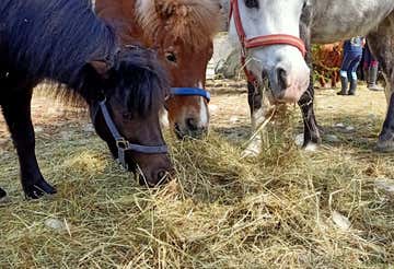 Horse riding in nature near Como