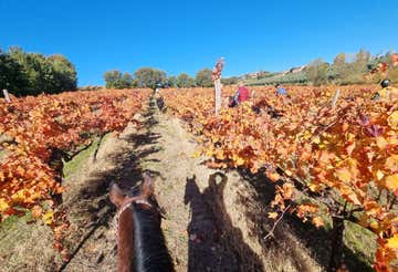 Passeggiata a cavallo tra le campagne del Sagrantino 