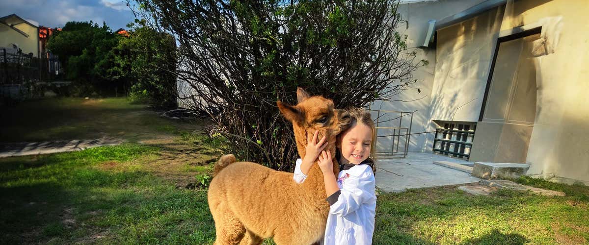 Esperienza con gli alpaca in fattoria per famiglie in provincia di Brescia