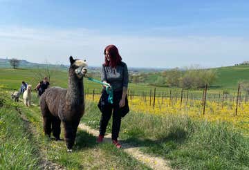 Walk with alpacas and wine tasting in the Tortonese hills