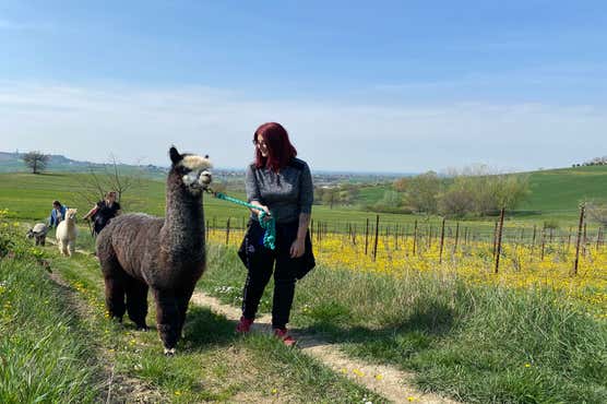 Vacanza Alpaca My Sacchetti Chef Grembiule - Lama Alpaca Divertente