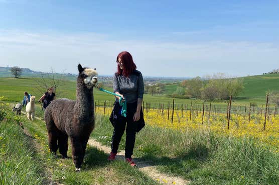 Vacanza Alpaca My Sacchetti Chef Grembiule - Lama Alpaca Divertente Vacanza Alpaca My Sacchetti Chef Grembiule - Lama Alpaca Divertente