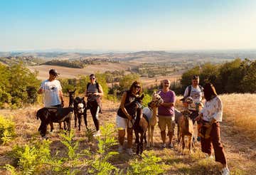 Walk with alpacas and wine tasting in the Tortonese hills