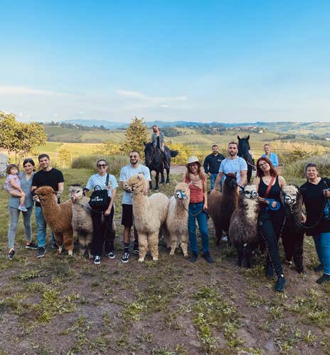 Walk with alpacas and wine tasting in the Tortonese hills