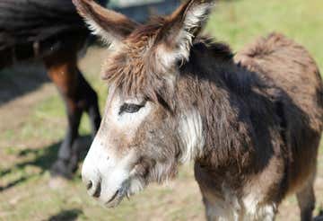 Walk with donkey and snack in the province of Vercelli