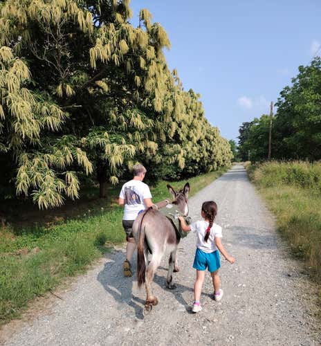 Walk with donkey and snack in the province of Vercelli