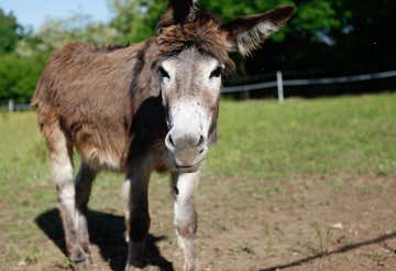 Walk with donkey and snack in the province of Vercelli