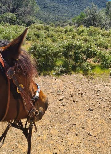 Horse trekking in the Bandite di Scarlino Natural Reserve