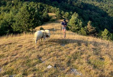 Passeggiata con le pecore e aperitivo in provincia di Cuneo