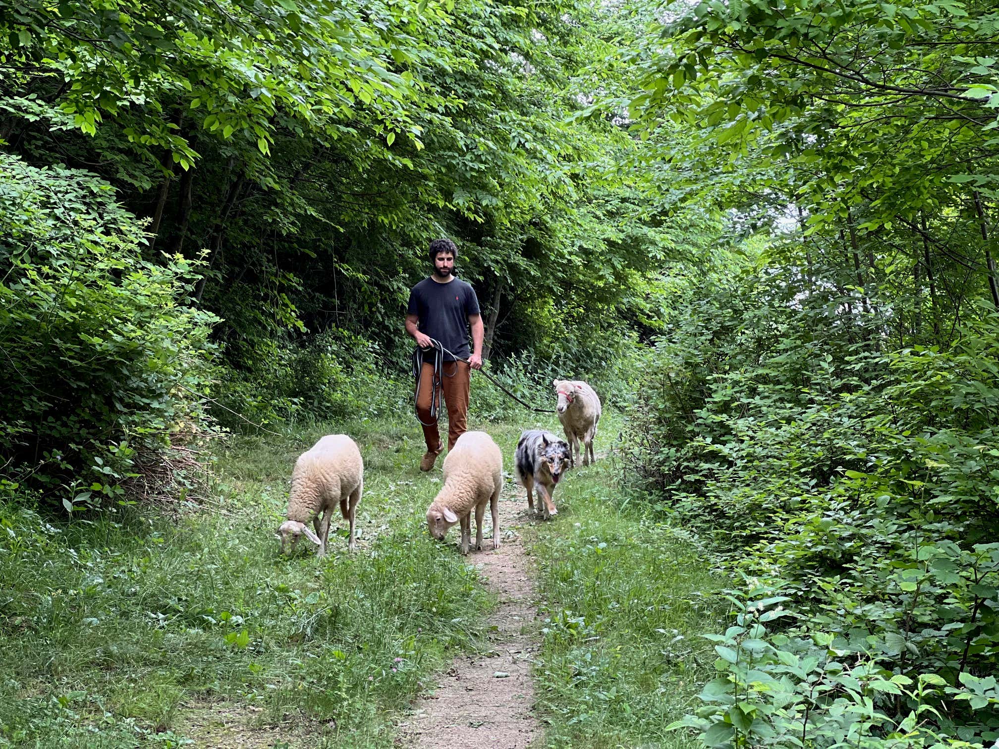 Passeggiata con le pecore e aperitivo in provincia di Cuneo