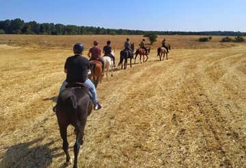 Passeggiata a cavallo di 2 ore nella Foresta Mercadante