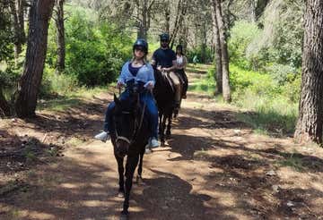 Passeggiata a cavallo di 2 ore nella Foresta Mercadante