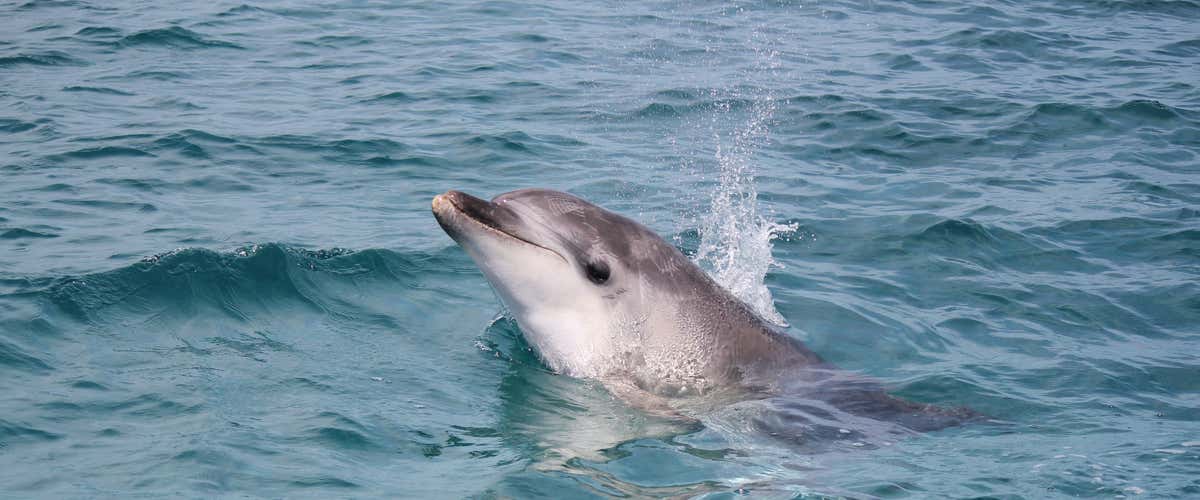 Escursione in gommone e snorkeling all'Isola di Figarolo con avvistamento delfini