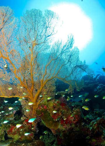 Immersione subacquea sui fondali nascosti dell'Isola d'Elba