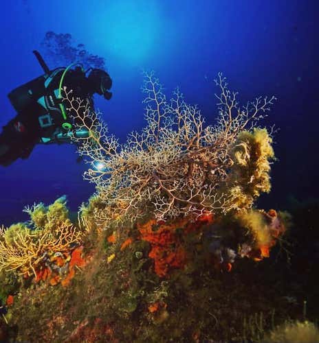 Immersione subacquea sui fondali nascosti dell'Isola d'Elba