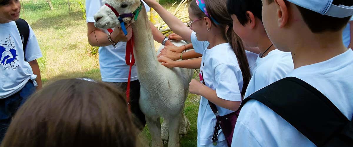 Experience with alpacas and other animals in the Tuscia Viterbo area