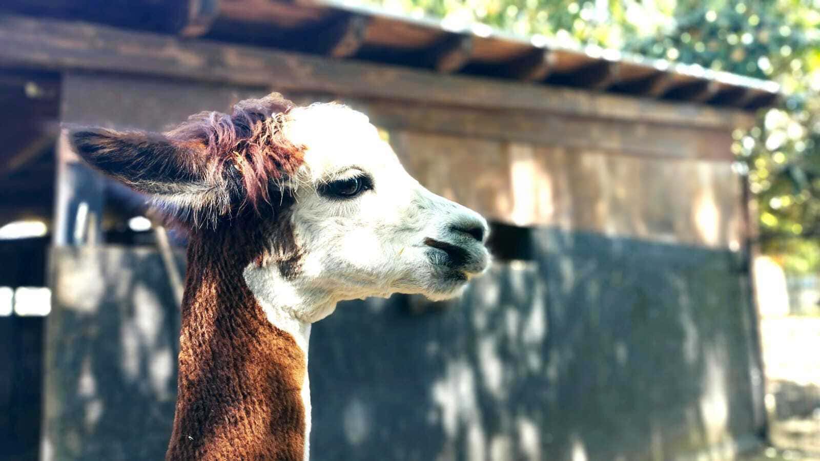 Passeggiata con alpaca e visita in fattoria in provincia di Viterbo