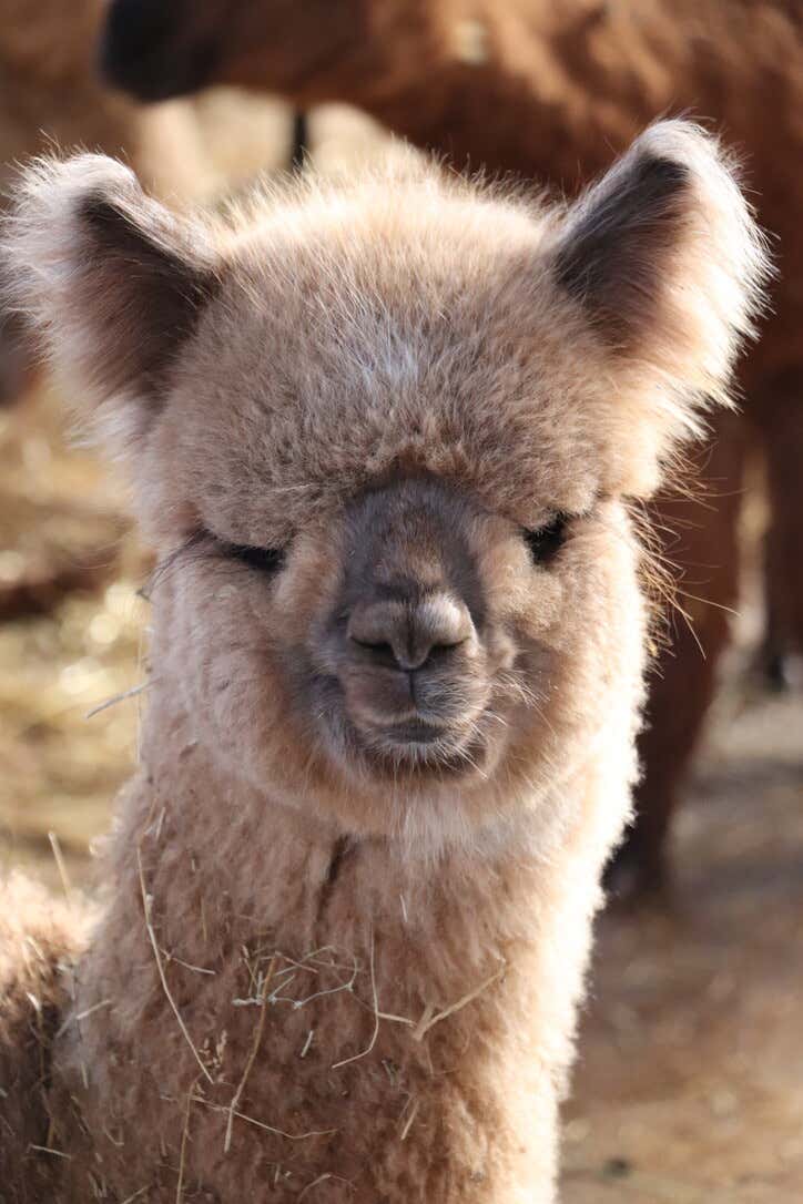 Walk with alpacas in the nature of the Val Tiberina Freedome