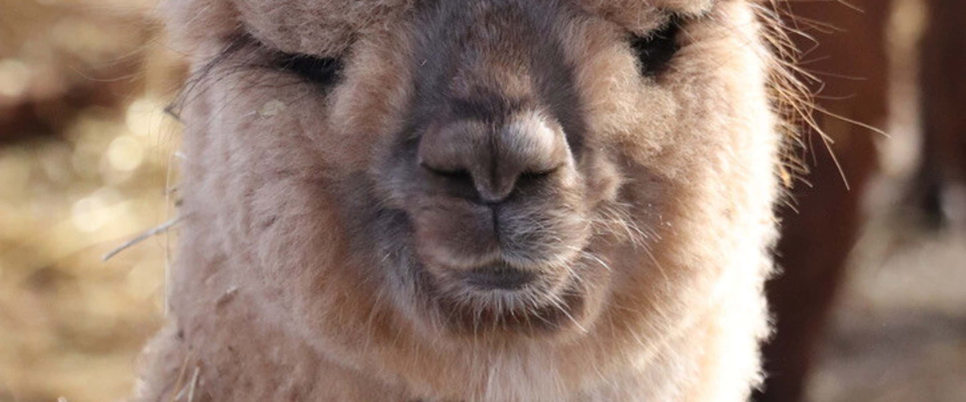 Walk with alpacas in the nature of the Val Tiberina Freedome