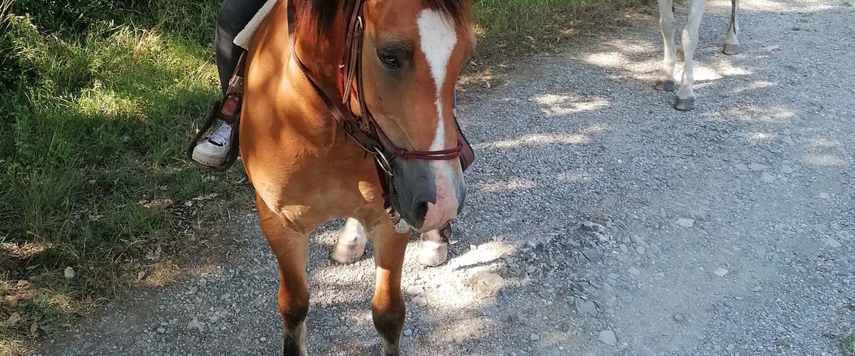 One-hour horseback ride near Bologna