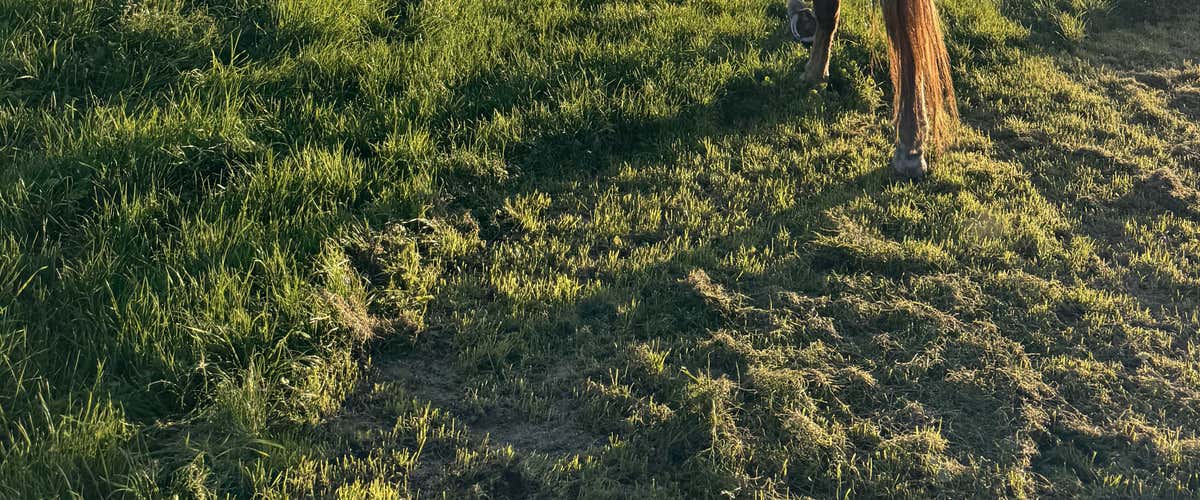 1-hour horseback ride in the province of Verona with typical aperitif