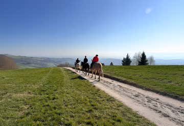 Passeggiata a cavallo di 1 ora in provincia di Verona