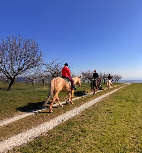 Passeggiata a cavallo di 1 ora in provincia di Verona con aperitivo tipico
