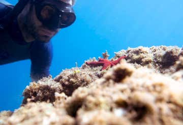 Snorkelling tour in Portofino in the Bay of Paraggi