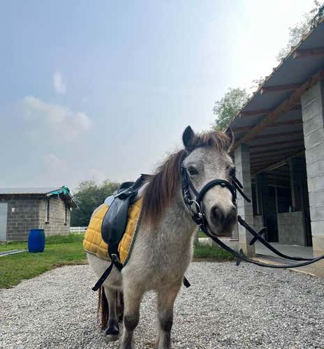 Pony riding for children in Fagnano Olona