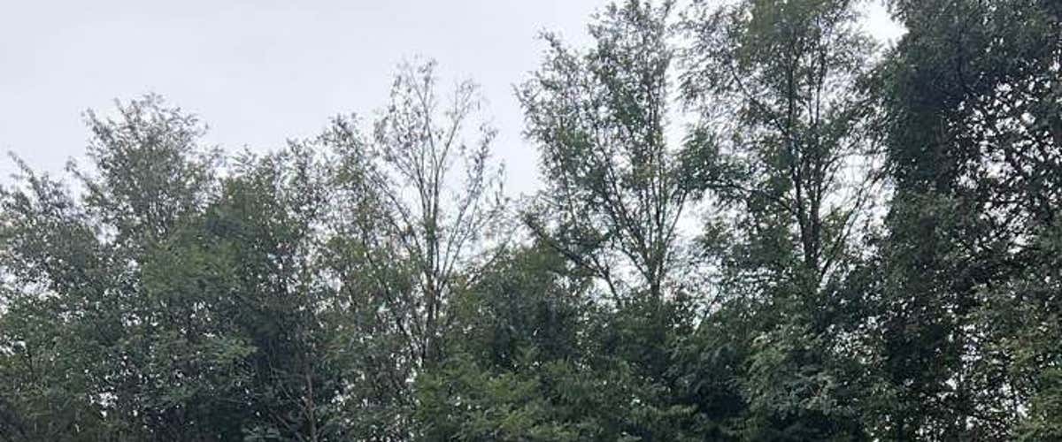 Pony riding for children in Fagnano Olona