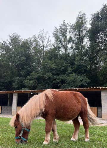 Pony riding for children in Fagnano Olona