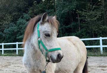 Pony riding for children in Fagnano Olona