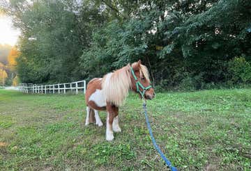 Pony riding for children in Fagnano Olona