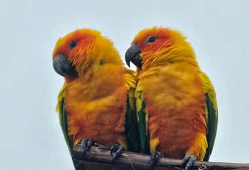 Parrot Experience nell'Oltrepò Pavese