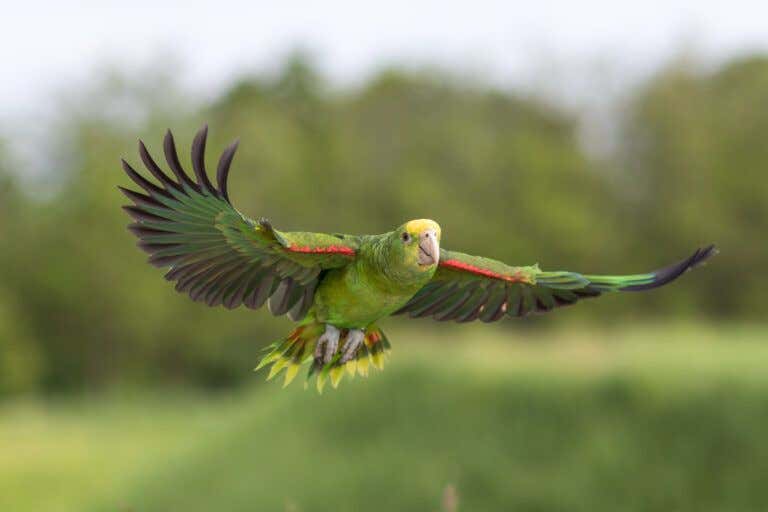 Exotic walk with parrots in the Oltrepò Pavese area Freedome