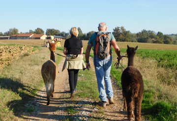 Passeggiata con alpaca e merenda nel cuore del Roero