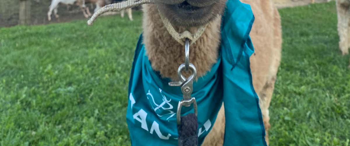 Passeggiata con alpaca e merenda nel cuore del Roero