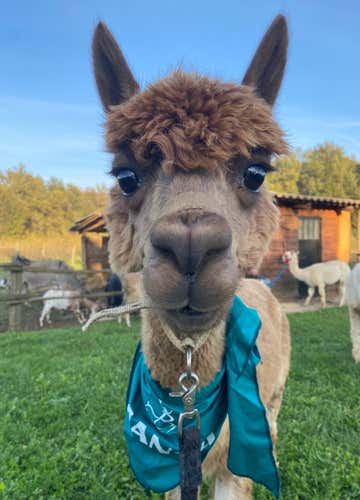Passeggiata con alpaca e merenda nel cuore del Roero