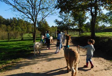Passeggiata con alpaca e merenda nel cuore del Roero