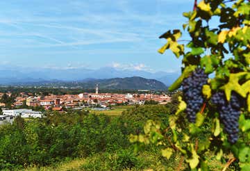 Tasting with cellar visit and wine casino in the Novara Hills