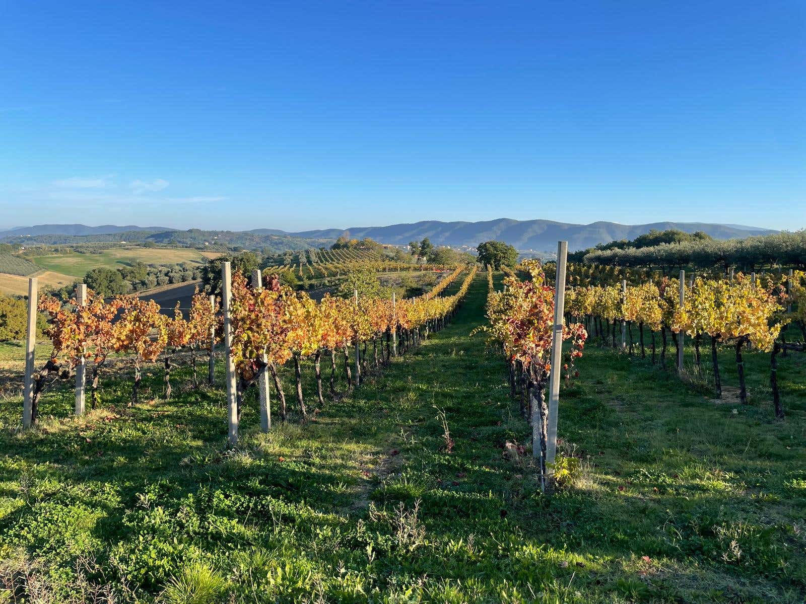 Degustazione di vini e tour in vigna con Jeep Polaris nelle terre del Sagrantino