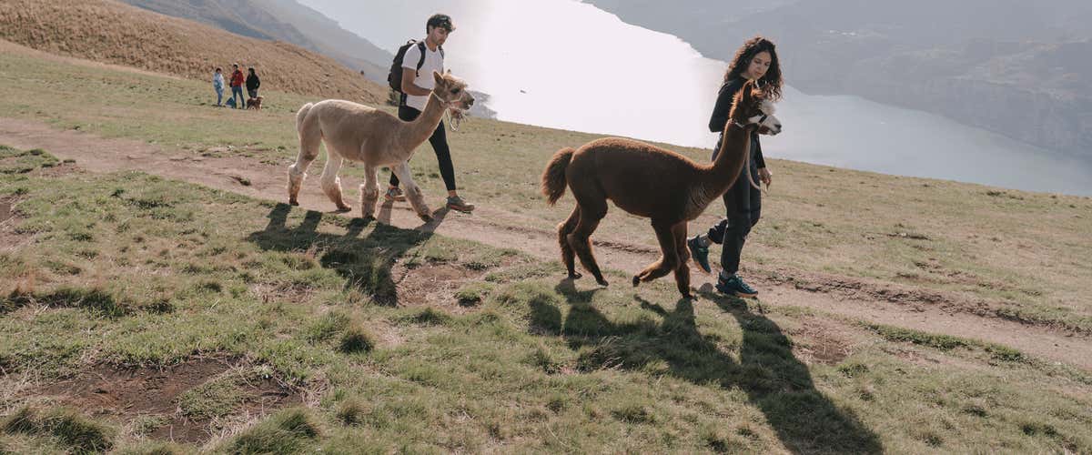 Passeggiata con alpaca sul Monte Baldo vicino al Lago di Garda