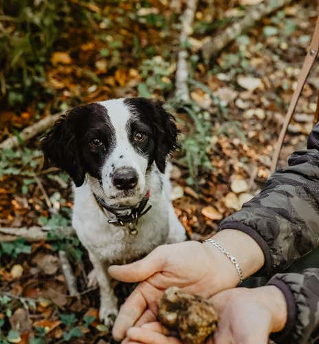 Truffle hunting in Casole d'Elsa in the province of Siena