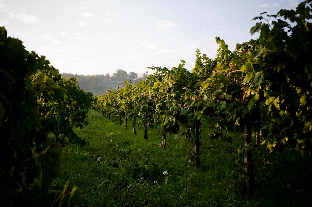 Degustazione vini e visita in cantina in provincia di Roma