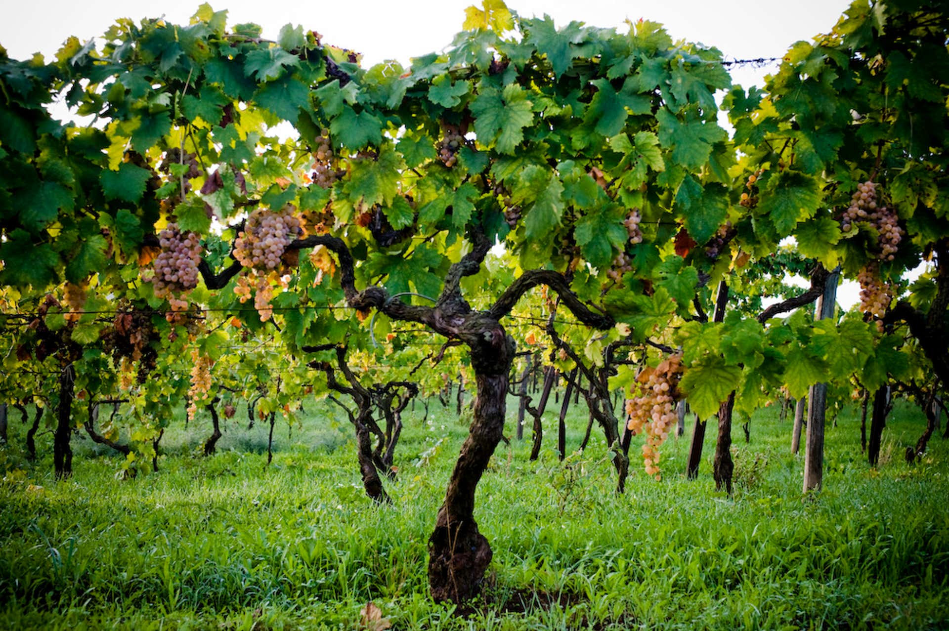 Degustazione vini Lazio