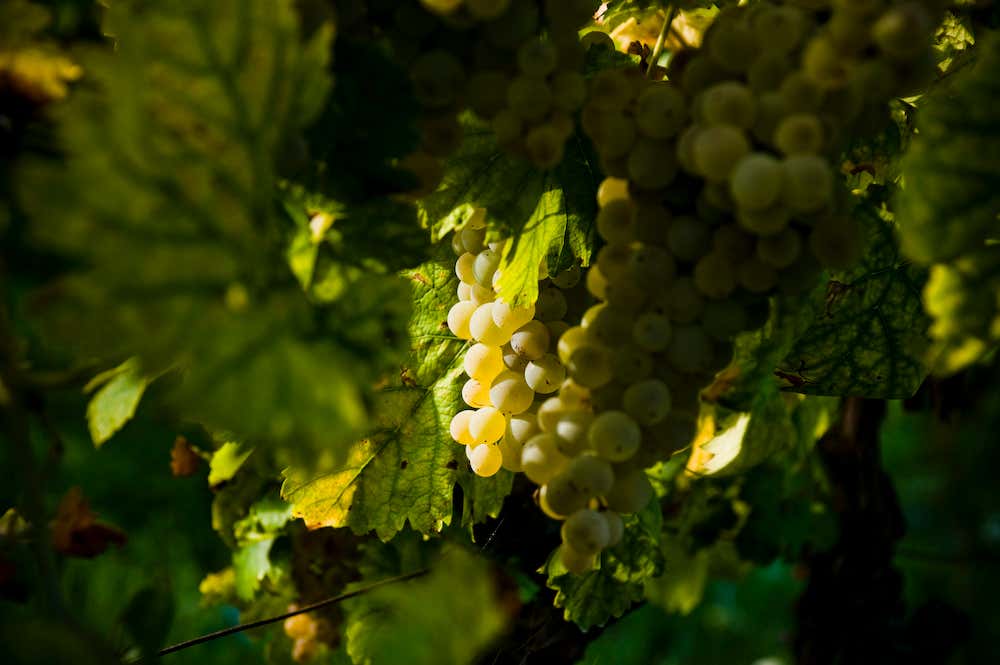 Visita in cantina con degustazione di vini e prodotti tipici in provincia di Roma