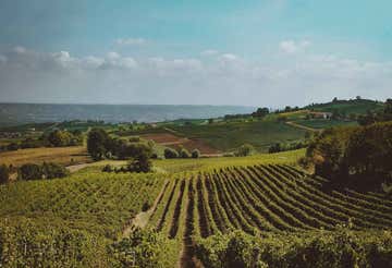 Wine tasting and 4x4 tour through the vineyards at Strevi in Monferrato